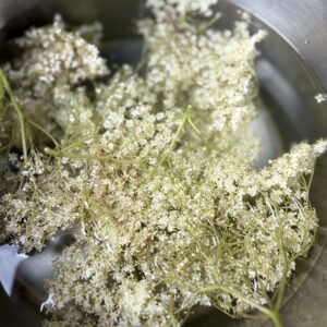 Elderflower
